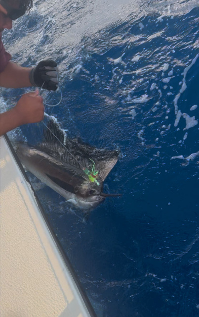 Sailfish =Catch and Release South Padre Island Sport Fishing