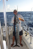 Texas Wahoo