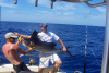 Light tackle sailfish trips