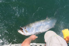 South Texas Tarpon